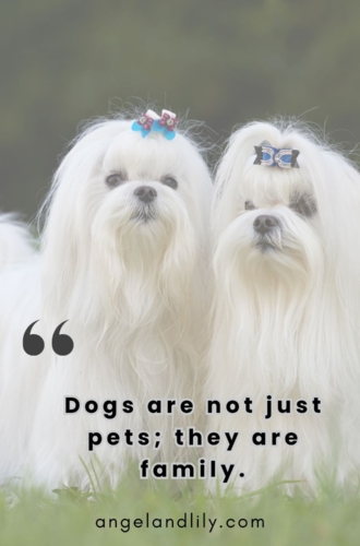 Daily Dogspiration – March 27, 2025